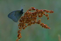 Meadow brown butterfly {Maniola jurtina} Belgium