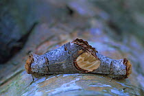 Buff tip moths mating {Phalera bucephala} Belgium