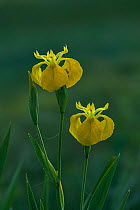 Yellow iris {Iris pseudacorus} Belgium