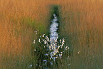 Common cotton grass {Eriophorum angustifolium} flowering in wetland, Belgium