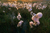 Common cotton grass flowering {Eriophorum angustifolium} Belgium