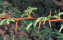 Camelthorn acacia leaves and thorns {Vachellia erioloba} Kgalagadi Transfrontier Park,