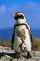 Black footed / Jackass penguin juvenile in moult {Speniscus demersus} South Africa