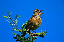 Rufous naped lark singing {Mirafra africana} South Africa