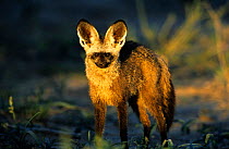 Bat eared fox {Otocyon megalotis} South Africa