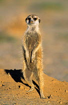 Suricate / Meerkat on guard {Suricata suricatta} South Afric