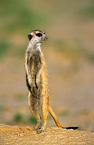 Suricate / Meerkat on guard {Suricata suricatta} South Afric