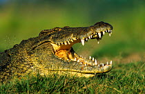 Nile crocodile head portrait jaws open {Crocodylus niloticus} Chobe NP Botswana