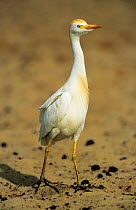 Cattle egret portrait {Bubulcus ibis} breeding plumage Etosha NP Namibia