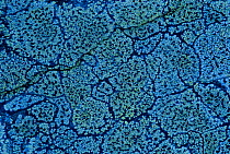 Map lichen {Rhizocarpon geographicum} UK