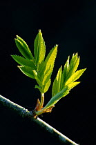 Rowan tree leaf unfolding {Sorbus aucuparia} UK