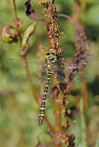 Golden ringed dragonfly {Cordulegaster boltonii} UK