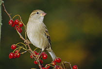 Common / House sparrow {Passer domesticus} UK
