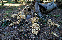 Honey fungus {Armillaria mellea} New Forest, Hampshire, UK.