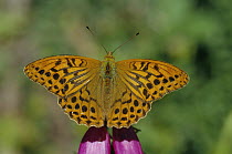 Silver washed fritillary butterfly {Argynnis paphia} UK