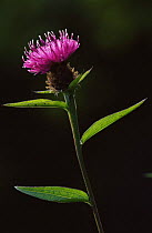 Lesser / Black knapweed {Centaurea nigra} UK
