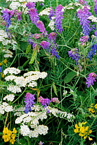 Mixed wild flowers in hedgerow including vetch and yarrow. UK