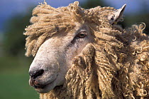 'The Cotswold Lion' sheep, Gloucestershire, UK {Ovis aries}