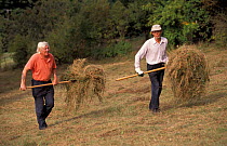 Wildlife Trust Volunteers cutting + raking hay by hand, Gloucestershire, UK