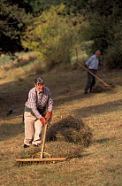Wildlife Trust volunteer raking hay, Gloucestershire, UK