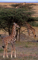 Southern / Masai giraffe foal {Giraffa camelopardalis tippelski}. Masai Mara, Kenya.