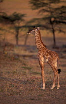 Southern / Masai giraffe foal {Giraffa camelopardalis tippelski}. Masai Mara, Kenya.