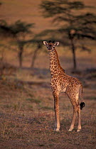 Southern / Masai giraffe foal {Giraffa camelopardalis tippelski} Masai Mara, Kenya.