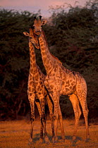 Giraffes {Giraffa camelopardis} Hwange NP, Zimbabwe.