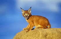 Juvenile Caracal {Felis caracal} sitting on rock, captive, Namibia