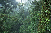 Interior habitat of Monteverde Cloud Forest NP, Costa Rica