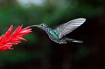 Violet sabrewing hummingbird {Campylopterus hemileucurs} Costa Rica
