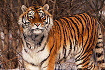 Siberian tiger portrait  {Panthera tigris altaica} captive, Heilongjiang, China