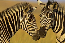 Common zebras nuzzling (Equus quagga) Itala Game Reserve, South Africa