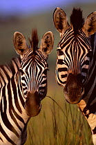 Common zebras {Equus quagga} Itala Game Reserve, South Africa