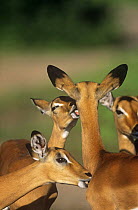 Impala (Aepyceros melampus) mutual grooming, Chobe NP, Botswana (This image may be licensed either as rights managed or royalty free.)