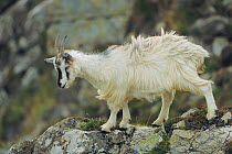 Feral goat {Capra hircus} Isle of Rum, Scotland, UK