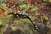 European / Fire salamander {Salamandra salamandra} Hungary