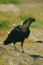 African white necked raven {Corvus albicollis} South Africa