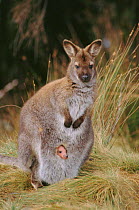 Red-necked / Bennet's wallaby with joey in pouch {Macropus rufogriseus} Tasmania, Australia