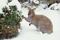 Red-necked / Bennet's wallaby feeding in snow {Macropus rufogriseus} Tasmania,