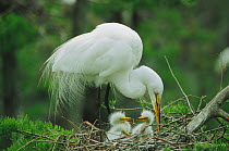 Great egret at nest with chicks {Ardea alba} Louisiana, USA