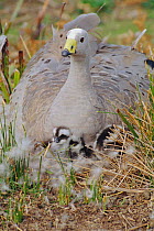 Cereopsis / Cape Barren goose with chick {Ceropsis novaehollandiae} Australia