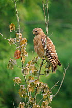 Red shouldered hawk {Buteo lineatus} Louisiana, USA