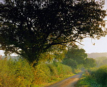 Country lane, Cotswolds, Gloucestershire, UK
