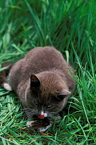 Domestic cat with bird prey {Felis catus} USA