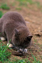 Domestic cat with bird prey {Felis catus} USA