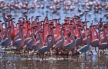 Lesser flamingo group performing ritual group mating dance {Phoeniconaias minor} Lake Nakuru NP, Kenya
