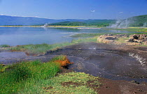 Lake Bogoria NP with geothermal activity, Kenya