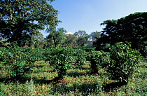 Coffee plantation {Correa africana} Kenya