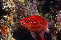 Long-jawed squirrelfish (Sargocentron spiniferum), Red Sea